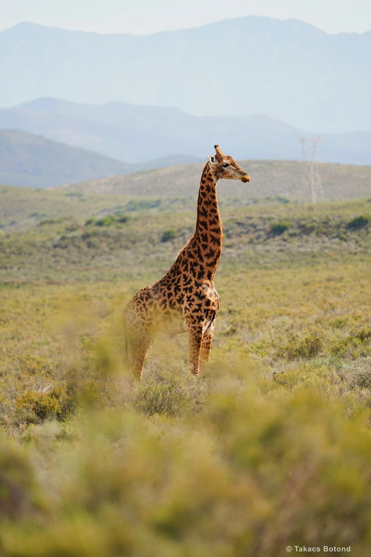 Say it with your chest